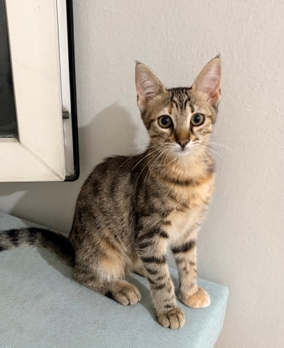 4 aylık dişi yavru kedi fotoğraf