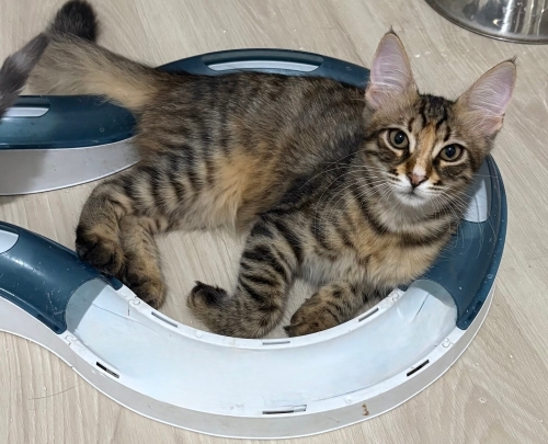 4 aylık dişi yavru kedi fotoğraf