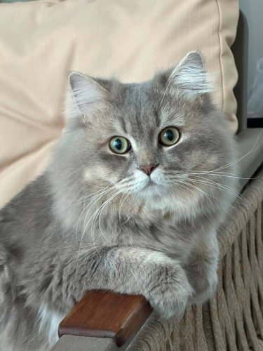 Oğlumuz Leo ya ömürlük yuva fotoğraf