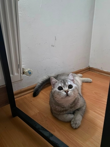 Duman'a iyi bir yuva arıyoruz. Kısırlaştırılmıştır fotoğraf