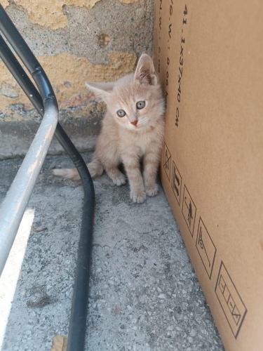 3 TEKİR YAVRUMUZA YUVA ARIYORUZ fotoğraf