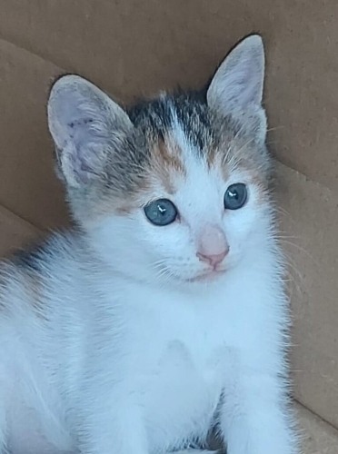 Annesiz kalmış 2 aylık yavru kedi fotoğraf