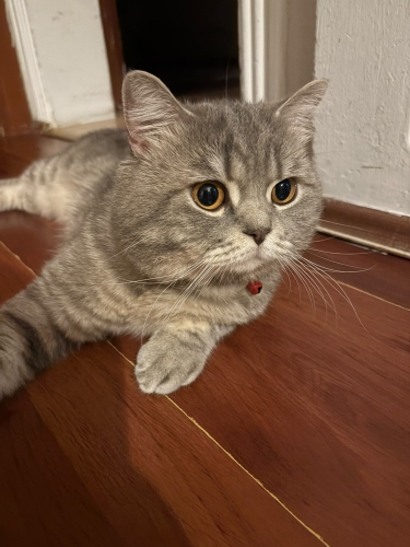 🐾 Ömürlük Yuva Aranıyor – Duman'ımız fotoğraf