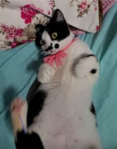 TAM BİR KUCAK KEDİSİ BEBEK KIZ🐾 fotoğraf
