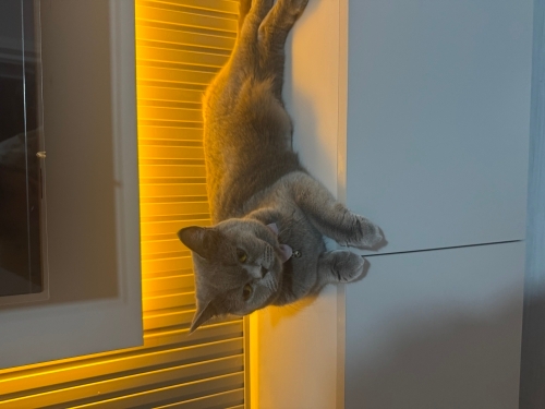 Gri uysal kedi kedi fotoğraf