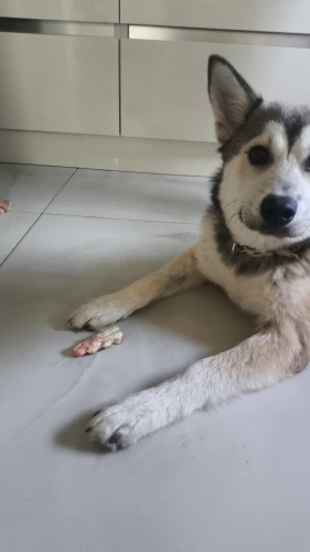 O aylık husky kırması fotoğraf
