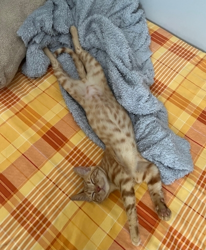Simba’ya Ömürlük Yuva Arıyoruz fotoğraf
