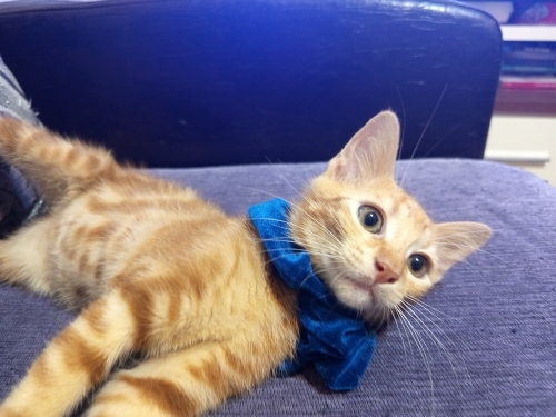 Kavuniçi Dondurma fotoğraf