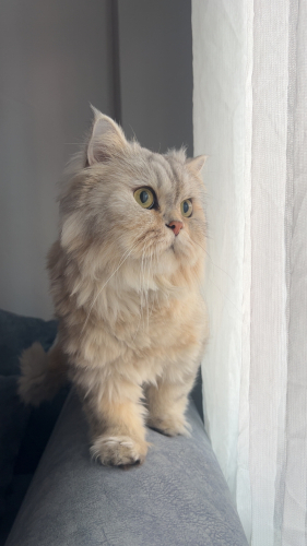 İri Gözlü Melek fotoğraf