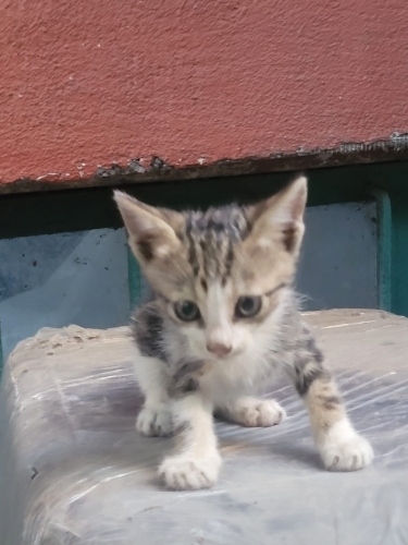 Sokakta Savunmasız Yuvası Olurmusunuz fotoğraf