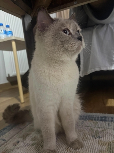 Bu güzelliğe yeni bir yuva arıyoruz fotoğraf