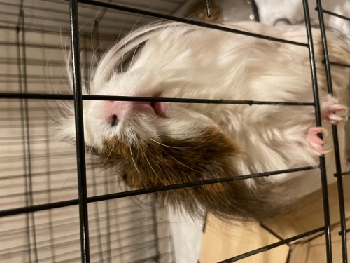 Guine Pig, erkek, 1 yaşında fotoğraf