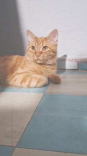 ilgi manyaği oyun delisi tuvalet eğtimi var fotoğraf