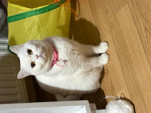 Pamuk kızımıza güzel yuva fotoğraf