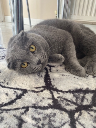 Scottish Fold, kısır erkek. Sağlıklı, cana yakın fotoğraf