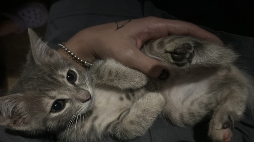 yuva arayan sevimli 2 kedi fotoğraf