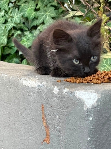 Minik Kömür Kara Panter Yuva Arıyor fotoğraf