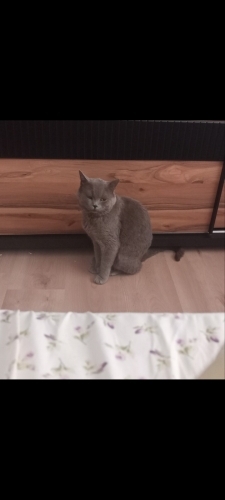 Sokakta kediler dövüyor acil fotoğraf