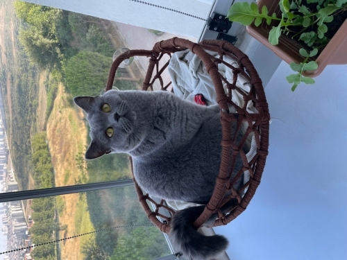 Kısır dişi çipli british kedimşz fotoğraf