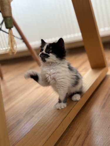 Oyuncu Smokin Tüylü Yavru Kedi Kalıcı Yuvasını Arıyor fotoğraf