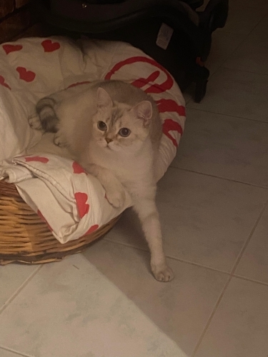 Ücretsiz sahiplendirilecektir açıklamayı okuyunuz fotoğraf