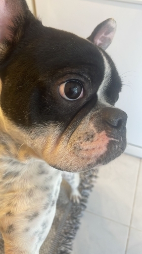 French Bulldog Can Dostumuza Ömürlük Yuva ÜCRETSİZ fotoğraf