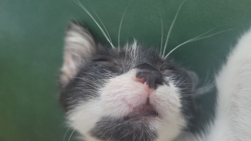 MİKA’YA ÖMÜRLÜK YUVA ARIYORUZ fotoğraf
