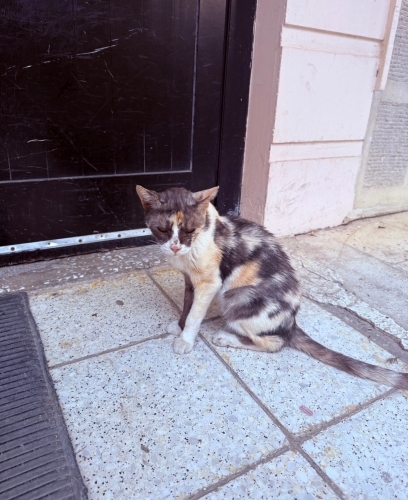 Evden sokağa atılmış, aylardır uyum sağlayamayan minik dostumuz fotoğraf