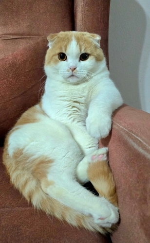 1.5 yaşında erkek kedi fotoğraf