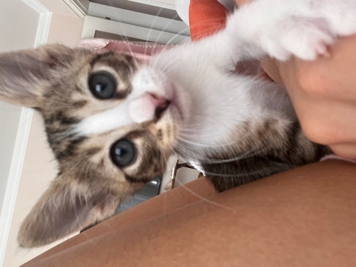 Sokakta yaşayamaz acil yuva fotoğraf