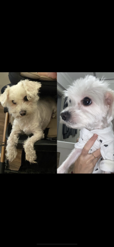 iki anne kız olan köpeğimi aynı yer şartlıya ücretsz sahiplendiriyorum fotoğraf