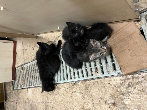 Bir aylık yavru kedi fotoğraf