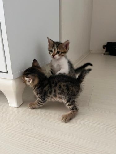 minik yavrularımız yeni evlerini arıyor fotoğraf