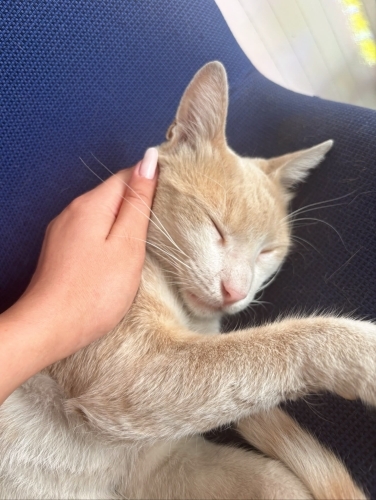 🧡 Dünyalar Tatlısı Oğlumuz Ömürlük Ailesini Arıyor 🐾 fotoğraf