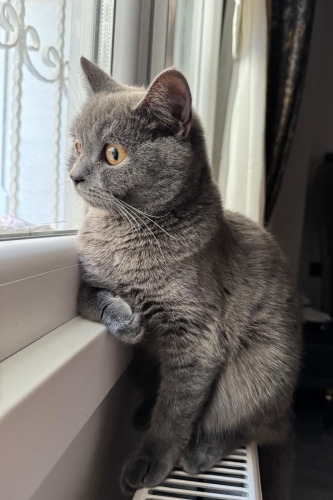 British shorthair LIA Kedimize yeni yuva ariyoruz. fotoğraf