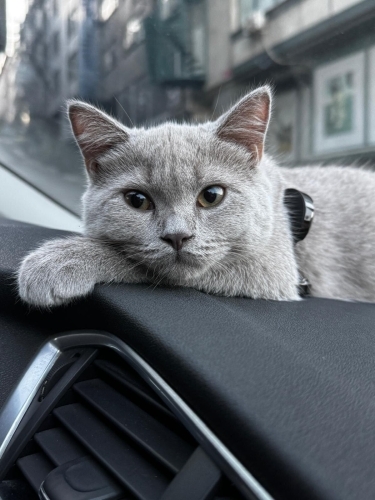 Dişi kısır çipli Scottish fold shorthair fotoğraf