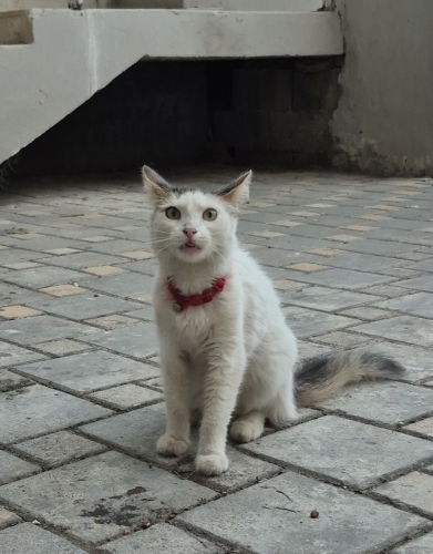 TERK EDILMIS ÇOK SEVGI DOLU DİŞİ fotoğraf