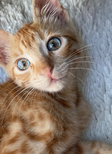 Acil yuva aranıyor fotoğraf