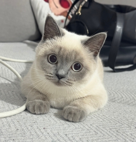 Tam bir oyuncu kedi fotoğraf