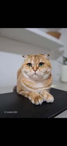 Scottish Fold Golden Tabby (Ücretsiz sahiplendirme) fotoğraf
