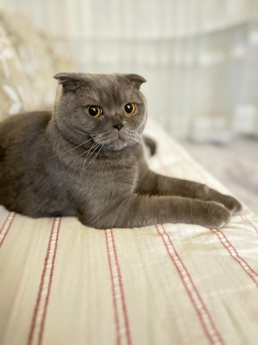 Çok güzel akıllı sakin bir kedi ömürlük yuvasını arıyor fotoğraf