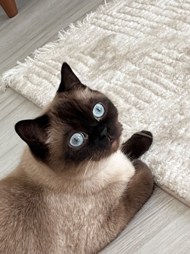 Ücretsiz yeni yuvamı arıyorum fotoğraf