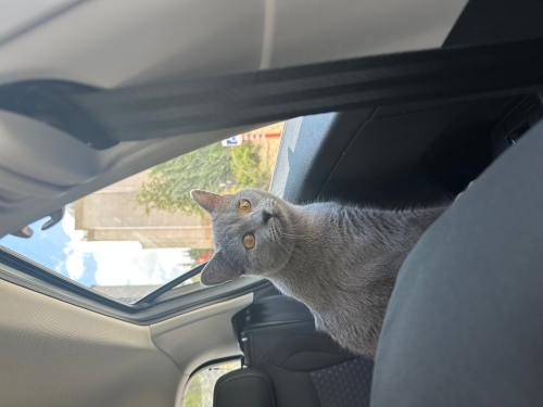 Geceye ömürlük yuva arıyorum fotoğraf