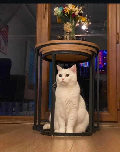 Çok seviyorum ama vermek zorundayım fotoğraf