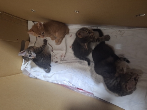 Yeni anne 6 yavrusu var anne 1 yaşında fotoğraf