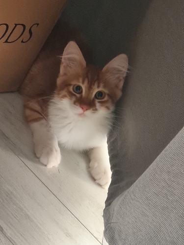 İnsancıl Aslan yuva arıyor fotoğraf