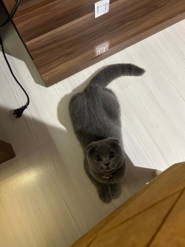 Müthiş bir kedi ama ilgilenemiyoruz fotoğraf