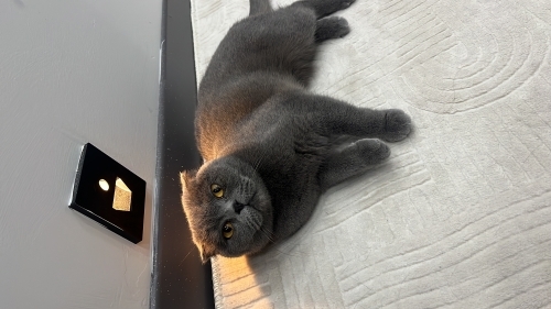 Dişi kedimize ömürlük yuva arıyoruz fotoğraf