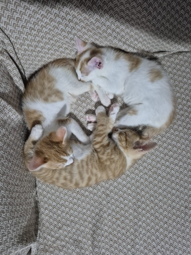 3,5/4 aylık sarman kızlarımızı acil sahiplendirmek istiyoruz. fotoğraf