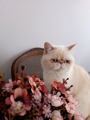 İran exotic shorthair 1 yaşında fotoğraf